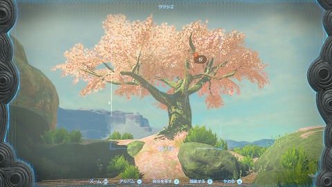 ティアキン桜の絵