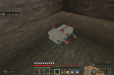 マイクラウーパールーパー
